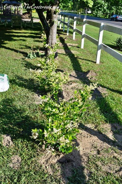 Planting a Privet Hedge Privet Hedge, Laurel Hedge, Front Yards Curb Appeal, Privacy Hedge, Planter Project, Herb Garden Design, Diy Trellis, Easy Backyard, Garden Landscape Design