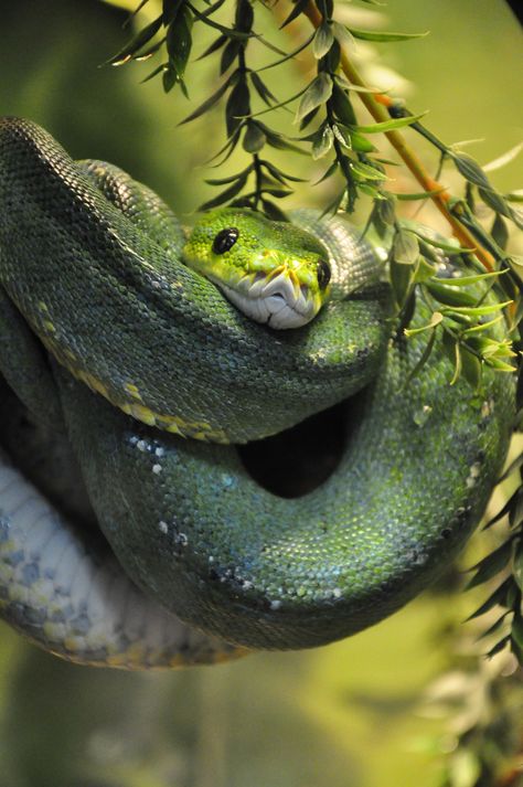 Green tree python | Morelia viridis, the green tree python. … | Flickr Green Tree Python, Tree Python, Beautiful Snakes, Green Snake, Green Tree, Reptiles And Amphibians, Lizards, Amphibians, Snakes