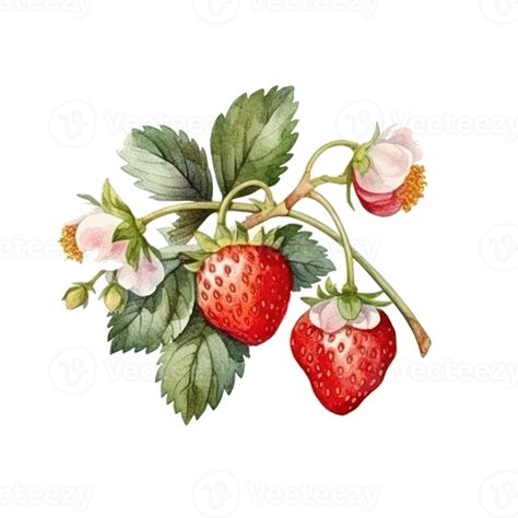 Watercolor Strawberry Isolated. Illustration AI Generative Wild Strawberry Botanical Illustration, Strawberry Flower Illustration, Strawberry Illustration Design, Strawberry Plant Illustration, Drawing Of A Strawberry, Berries Drawing, Fruit Calendar, Strawberry Branch, Strawberries Illustration