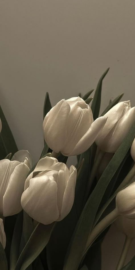 Tiktok Iphone Wallpaper, Flowers Neutral Aesthetic, Classic Iphone Wallpaper Backgrounds, Backscreen Wallpapers, Tulips Aesthetic Wallpaper Iphone, White Daisy Aesthetic, Simple Flower Aesthetic, White Asthetics Photos, White Tulips Wallpaper