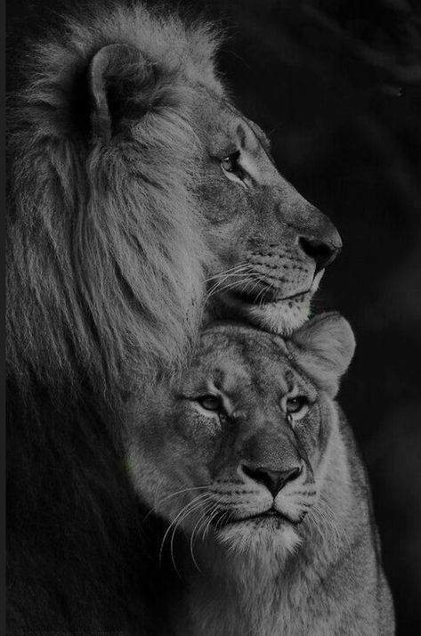 Lion And Lioness Tattoo, Lion Lioness, Lion Couple, Lioness Tattoo, Lion Family, Lion Photography, Lions Photos, Lion Love, Lion And Lioness