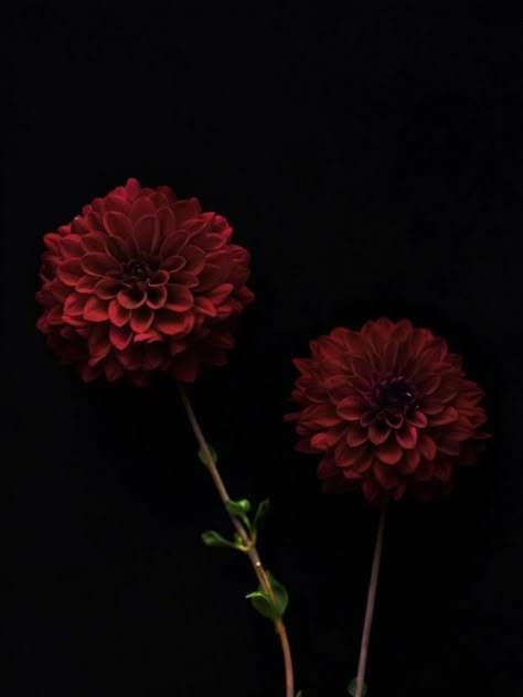 Dalia Flower, Flowers Black Background, Dark Florals, Dark Spirit, Dark Flowers, Nothing But Flowers, Dahlia Flower, Pretty Plants, Dark Floral