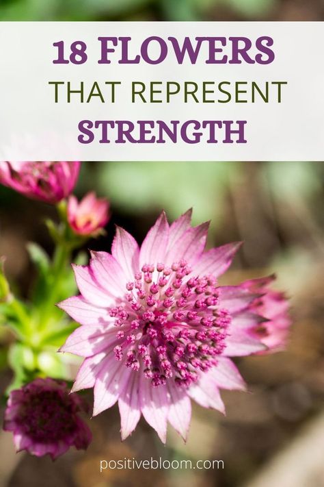 Check out a list of 18 flowers that represent strength, learn about their other meanings, and discover some of their history and tradition. Drawings With Meaning, Violet Garden, Flower Tattoo Meanings, Strength Tattoo, Flower Meanings, Flower Pots Outdoor, Outdoor Flowers, Different Flowers, Flower Tattoos