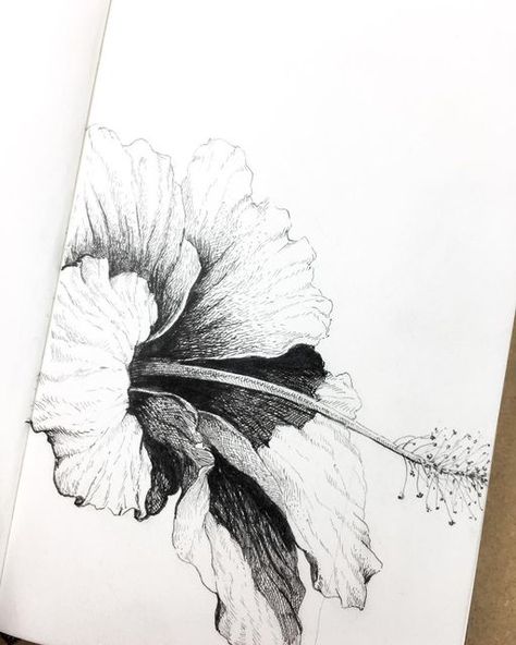 Alphonso Dunn on Instagram: "Happy Sunday | Hibiscus🌺 This beautiful flower brings me back to growing up in Jamaica. They were everywhere. Flowers can really be a challenge for pen and ink rendering, but I enjoy capturing the gentle ripples and folds of the petals, with their soft cross-contours and subtle value gradations—Pretty much the way we see soft fabric or clothing. I use the edges created by the sharp light-shadow contrast to add some visual interest and make the petals pop a bit more. Ink Rendering, Pencil Sketch Tutorial, Hibiscus Drawing, Flower Drawings, Fineliner Pens, Pencil Shading, Light Shadow, Sketches Tutorial, Tracing Paper