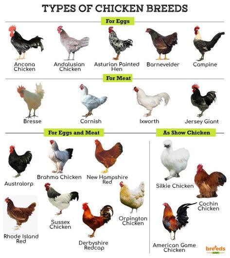 Chicken Breeds - Facts, Types, and Pictures Types Of Chickens Breeds Chart, Chicken Breeds For Meat, Backyard Chicken Breeds, Breed Of Chickens, Fluffy Chicken Breeds, Best Meat Chicken Breeds, Breeds Of Chickens Pictures, Bantam Chicken Breeds With Pictures, Chicken Types And Eggs