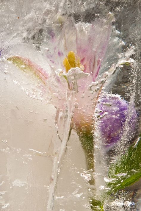 Raindrops and Roses Flowers In Ice, Frozen Flowers, Ice Flowers, Ice Photography, Ice Flower, Raindrops And Roses, Ice Snow, Winter Magic, Foto Art