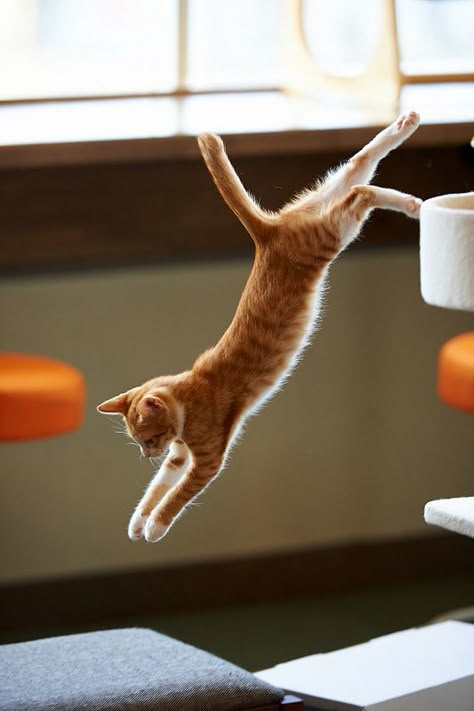 Cat Leaping Reference, Cat Leaping, Homemade Dynamite, Leaping Cat, Cat Jumping, Jumping Cat, Animal Poses, Cat Poses, Cat Anatomy