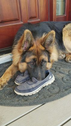 German Shepherd Videos, German Shepherd Funny, Dog At Home, Dogs At Home, Dog German, German Shepards, Stunning Nature, Bear Bear, Shepherd Dogs