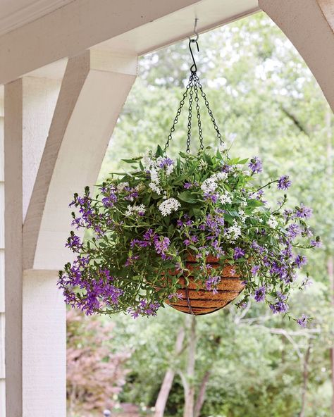 <p>Take seasonal containers to new heights with hanging garden baskets. Suspending a blooming arrangement from a porch or patio is an easy way to freshen up an outdoor space. Or boost curb appeal by adding a basket of blooms on the front door. Many flowers actually grow better in hanging baskets. Dangle an arrangement of heat-tolerant succulents in a sunny spot, or string up a container of leafy ferns in a shady area. These versatile containers can hang on the porch year-round—just replace perennial blooms from season to season. Here, 10 of our favorite hanging baskets.</p> Low Maintenance Landscaping Front Yard, Container Gardening Ideas, Long Blooming Perennials, Door Planter, Porch Plants, Garden Basket, Hanging Flower Baskets, Flower Baskets, Hanging Flower Pots