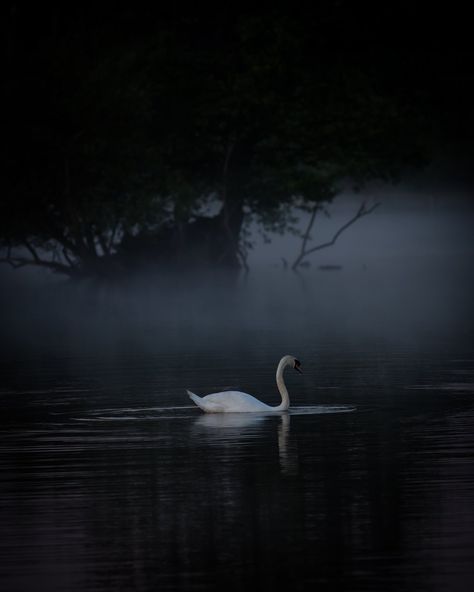 White Swan, Swan Lake, Black Swan, Swans, Dark Aesthetic, Facebook Page, Me Core, My Aesthetic, Follow Me