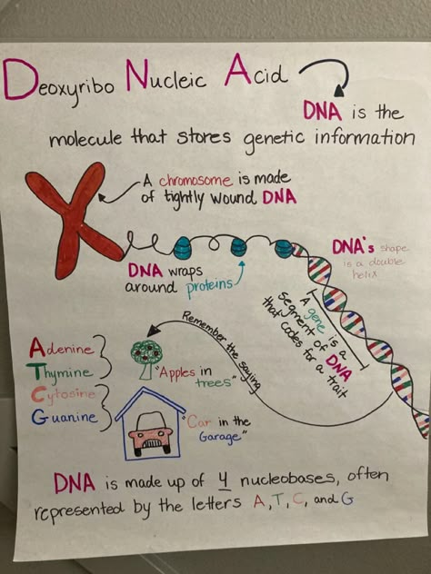 Dna And Rna Biology Notes, Chromosomes Notes, Genetics Notes Biology, Genetics Notes Biology Class 12, Genetics And Heredity Notes, Genetic Mutation Notes, Engineering Poster, Dna And Genes, Dna Project