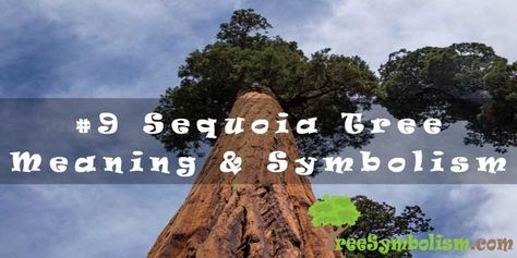 Fire Meaning, Tree Meanings, Sequoia Tree, Symbols And Meanings, Marigold Flower, Forest Spirit, Color Meanings, Evergreen Trees, Forever Living Products