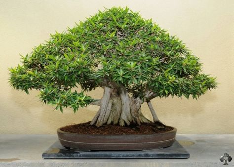 The Ficus is tolerant to low humidity and can withstand quite a lot; a good choice for beginners.  Other popular indoor bonsai trees include the Crassula (Jade), the Ligustrum (Privet), the Carmona (Fukien Tea), the Schefflera Arboricola (Hawaiian Umbrella) and the Sageretia (Sweet Plum). Bonsai is truly one of the most graceful art forms that we are blessed to appreciate. Ginseng Bonsai, Ficus Ginseng Bonsai, Ficus Religiosa, How To Grow Bonsai, Ficus Bonsai Tree, Chinese Elm Bonsai, Elm Bonsai, Ficus Ginseng, Ficus Bonsai