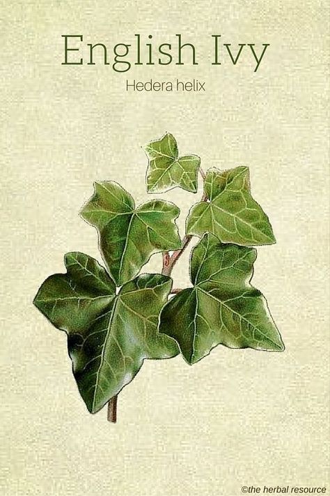 The Medicinal Herb English Ivy (Hedera helix) Herb Benefits, Ivy Plant, Draw Tutorial, Hedera Helix, Ivy Plants, English Ivy, 수채화 그림, Wild Plants, Healing Herbs