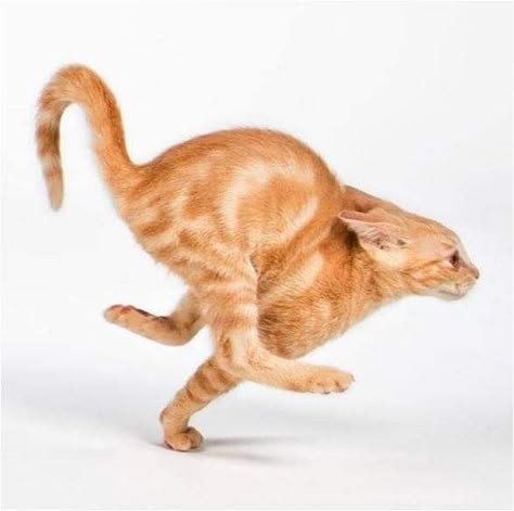 Cat Jumping, Katt Grejer, Animal Poses, Cat Poses, Cat Anatomy, Cat References, Cat Reference, Cat Pose, Animal Anatomy