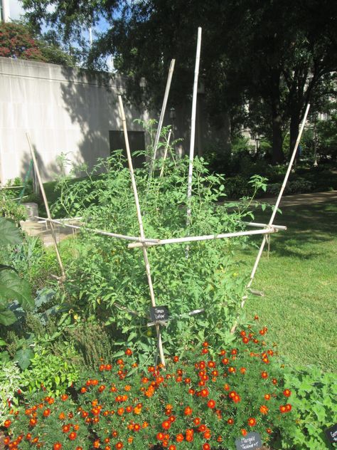 Diy Bamboo Tomato Trellis, Trellis Tomatoes, Tomato Supports, Tomatoe Cage, Tomato Support, Diy Bamboo, Tomato Trellis, Veggie Gardens, Bamboo Trellis