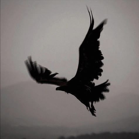 Zeus Aesthetic, Zeus Children, Raven Bird, The Crows, Crows Ravens, Six Of Crows, The Crow, The Raven, Dragon Age