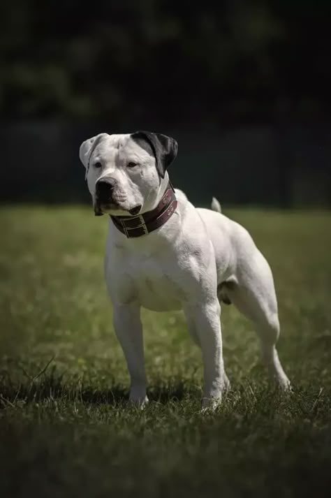 American Bulldog Scott, Johnson American Bulldog, Matthew Anderson, Pretty Puppies, Bulldog Boxer, American Bull, American Bulldogs, Sled Dog, English Bull Terrier