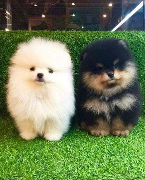 Bts Dogs, Pet Sounds, Cute Pomeranian, Pomeranian Puppy, Medical Records, Health Plan, Medical Billing, Cute Cats And Dogs