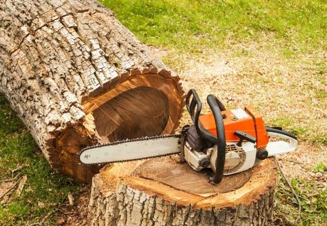 8 Tips for Felling a Tree Safely - Bob Vila Indoor Trees Low Light, Kill Tree Roots, Tree Stump Killer, Tree Stump Removal, Tree Lopping, Hedge Trimming, Chainsaw Repair, Florida Trees, Lumberjack Style