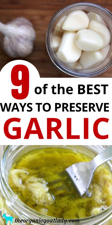 How To Preserve Garlic, Preserve Garlic, Preserving Garlic, Garlic Harvest, Garlic In Olive Oil, How To Store Garlic, Home Canning Recipes, Canning Vegetables, Canning Food Preservation