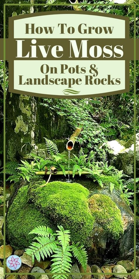 Moss Lawn, Moss Growing, Landscape Rocks, Container Water Gardens, Growing Moss, Moss Plant, Flower Garden Design, Moss Garden, Beautiful Flowers Garden