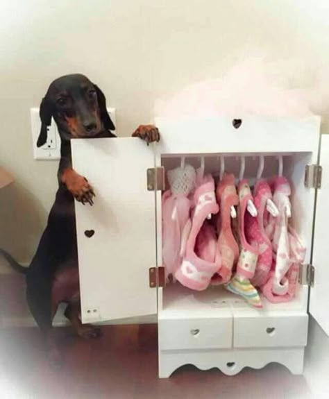 Dog Closet, Dog Bedroom, Puppy Room, Dog Standing, Dog German, Dog Rooms, Wiener Dogs, Weenie Dogs, Dog Furniture