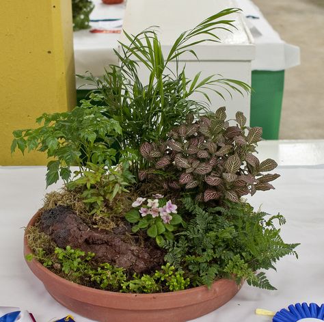 Plant Trays Ideas, Moss Dish Garden, Orchid Humidity Tray, Mini Mary Garden, Miniature Garden Plants, Planter Arrangements, Prayer Garden, Beautiful Terrariums, Tropical Garden Design