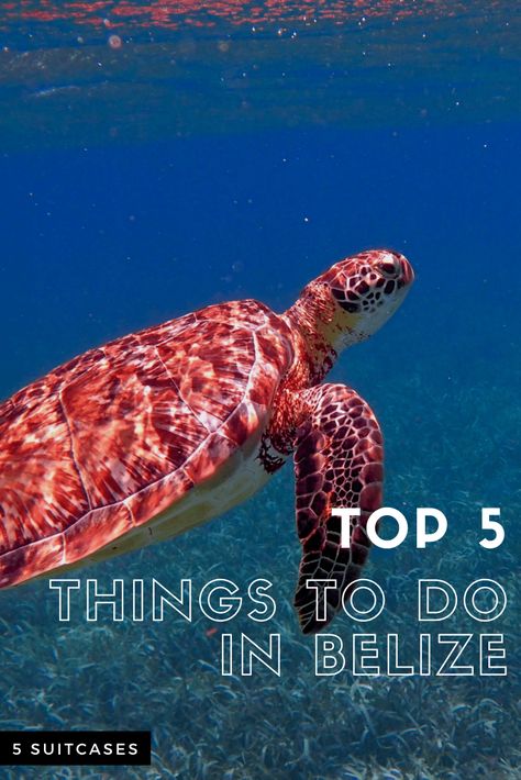 Top 5 Things to do in Belize- the land of History & Adventure - 5 Suitcases Things To Do In Belize, Great Blue Hole Belize, Best Belize Beaches, Job Coaching, Belize Travel Guide, Great Blue Hole, Secret Beach Belize, Nurse Shark, Ambergris Caye