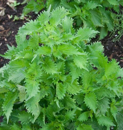 Herbs Medicine, Cheese Tacos, Corn Tortilla Chips, Gardening Herbs, Attracting Beneficial Insects, Healing Plants, Herb Gardening, High Fiber Foods, Veg Garden