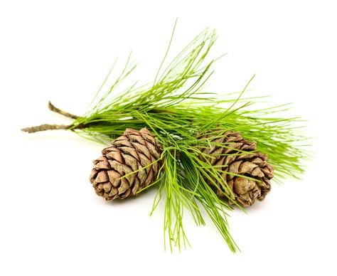 Cedar cones. Cedar branch with two cones on white #Sponsored , #paid, #ad, #Cedar, #branch, #white, #cones Cedrus Deodara, Cedar Oil, Essential Oil Plants, Cedarwood Oil, Cedarwood Essential Oil, White Cedar, Citrus Oil, Wood Oil, Parts Of A Plant