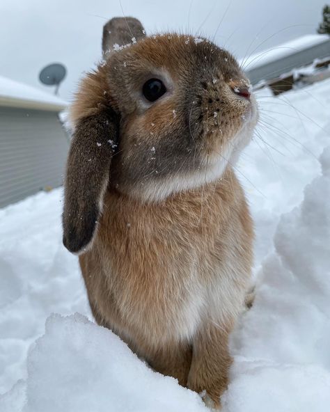 Winter Bunny Aesthetic, Lop Bunny Aesthetic, Bunny In Snow, Bunny In The Snow, Snow Bunny Aesthetic, Dogs In Snow, Holland Lop Bunny, Ferrets Cute, Aquarium Aesthetic