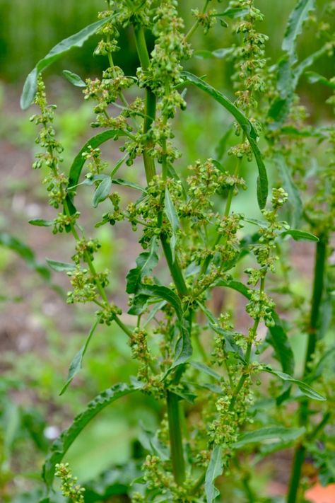 Herbal Iron supplement and Yellow Dock Materia Medica Earth Medicine, Yellow Dock, Botany Books, Herbs Medicinal, Herbal Academy, Herbs Remedies, Diy Medicine, Iron Supplement, Medicinal Garden