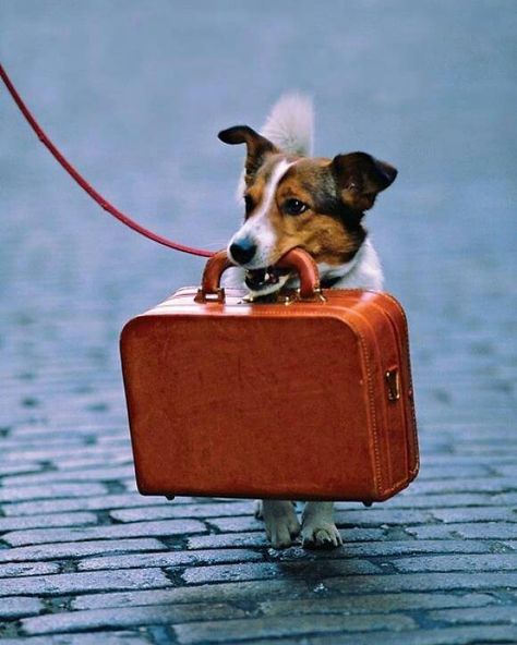 Dog with suitcase Pet Hacks, Dog Travel, Jack Russell Terrier, Jack Russell, Mans Best Friend, Four Legged, Dog Life, I Love Dogs, Pet Travel