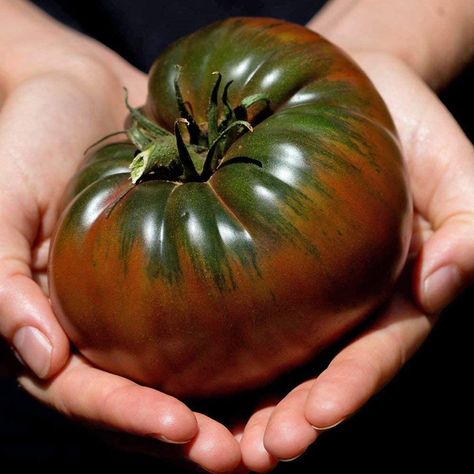 Black Krim - Russian Black Krim Heirloom USA Grown Tomato Seeds 30+ Black Krim Tomato, Calabash Tree, Mint Bouquet, Pruning Plants, Growing Mint, Types Of Tomatoes, Lentil Dishes, Beefsteak Tomato, Fun Salads