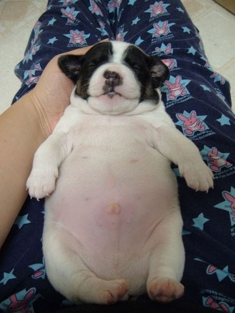 And now the mega tummy of all puppy tummies: the ultimate decider if you have a soul. Fat Puppies, Fat Animals, Chubby Puppies, Fat Dogs, Little Buddha, White Dog, Love My Dog, Animal Love, 귀여운 동물