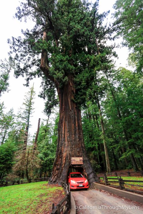 Northern California Travel, Fort Bragg California, Tree Road, Mendocino California, Highway 101, Redwood Trees, Surfing Pictures, West Coast Road Trip, Redwood Tree