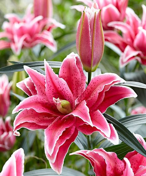 These Giant Double Flowered Oriental lilies - Lilium Roselily Tatjana. Powerful fragrance, producing giant flowers each summer, amazing, deep pink, double blooms with no pollen  Planted in the right location lilies can be left undisturbed and will grow back every year. For best results plant in clumps in well-drained soil where they are not exposed to wind and can get plenty of sunlight, in perfect conditions the flower stems will rise in heights from around 3-4ft. Cut Flower Food, Stargazer Lilly, Summer House Ideas, Photo To Watercolor, Summer Bulbs, Growing Garden, Flower Identification, Lily Bulbs, Parrot Tulips