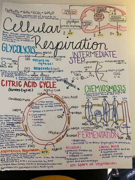 Cell Respiration Notes, Respiration Notes Biology, Glycolysis Notes, Metabolism Notes Biology, Respiration In Humans Notes, Ap Bio Photosynthesis Notes, Cellular Respiration Notes Biology, Respiration Notes, Biology Notes Cell Structure