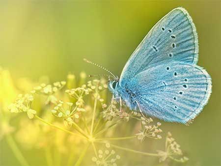 Meaning Of Blue Butterfly, Blue Butterfly Meaning, Butterfly Spiritual Meaning, Butterfly Spiritual, Butterfly Spirit Animal, Blue Color Meaning, Butterfly Colors, Butterfly Symbolism, Butterfly Meaning