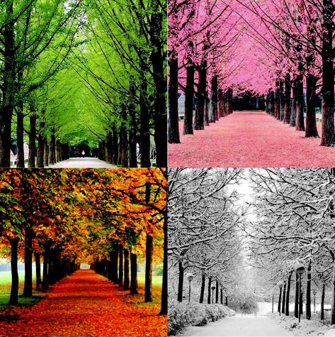 Four Seasons Photography, 4 Season Painting Ideas, Seasons Changing Art, 4 Seasons Art, Four Seasons Painting, Seasons Painting, Four Seasons Art, Mother Earth Art, Winter In Japan