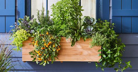 This Edible Window Box Plan Will Supply You with Fresh Veggies and Herbs This Summer | Better Homes & Gardens Herb Garden Window Planter, Window Boxes Plants, Herb Window Boxes Outdoor, Herbs In Window Boxes, Window Box Herbs, Window Box Vegetable Garden, Edible Window Boxes, Succulent Window Box Ideas, Herb Window Boxes