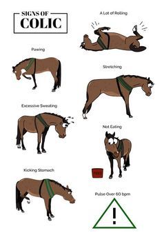 Equestrian Hacks, Farm Vet, Horse Behavior, Horse Lessons, Healthy Horses, Horse Information, Horse Knowledge, Horse Care Tips, Horse Facts