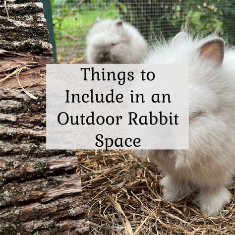 Rabbit Setup Outdoor, Diy Rabbit Outdoor Enclosure, Free Range Bunny Set Up, Outdoor Rabbit Pen Ideas, Trampoline Rabbit Pen, Outside Rabbit Enclosure Diy, Rabbits House Outdoor, Rabbit Outside Play Area, Outdoor Rabbit Toys