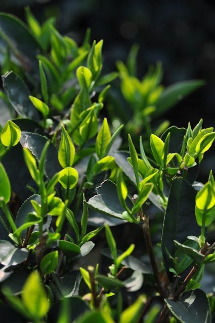 Spring tea leaves for an antioxidant infusion. Assamese Girl, Organic Tea Brands, Green Tea Plant, Tea Plants, Green Nature Wallpaper, Aesthetic Tea, Calm Energy, Green Tea Leaf, Medicinal Tea