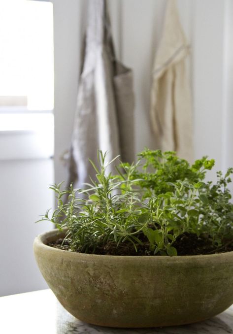 Small Space DIY: Countertop Herb Garden - Gardenista Countertop Herb Garden, Hydroponic Gardening Diy, Diy Countertop, Kitchen Herb Garden, Indoor Herbs, Herb Garden Pots, Small Herb Gardens, Container Herb Garden, Tattoo Plant