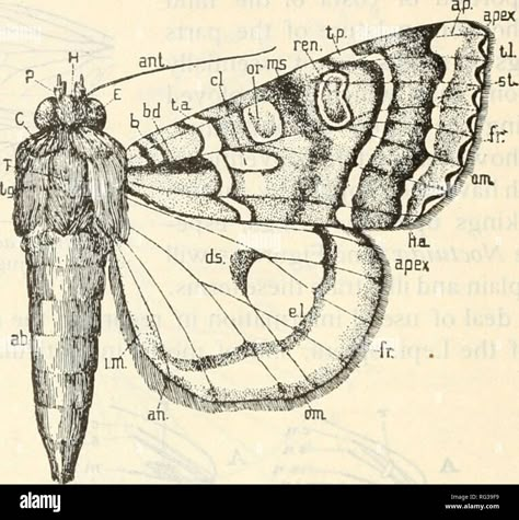 Moth Anatomy, Museum Natural History, Insect Anatomy, Anatomy Tattoo, Butterfly Book, Butterfly Science, Butterfly Books, Moth Wings, Moth Art