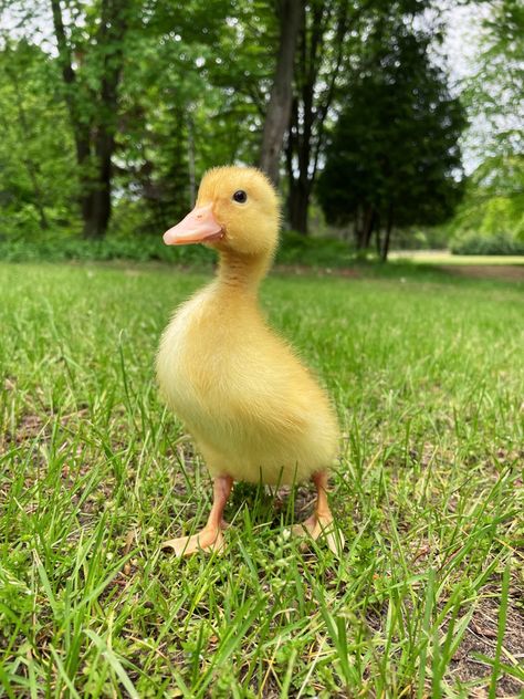 Cute Duckling, Yellow Duckling, Duck Duckling Photography, Pekin Ducklings, Yellow Duckling, Pekin Duck, Duck And Ducklings, Duck Decor, Duck Gifts, Animal Reference, Quack Quack