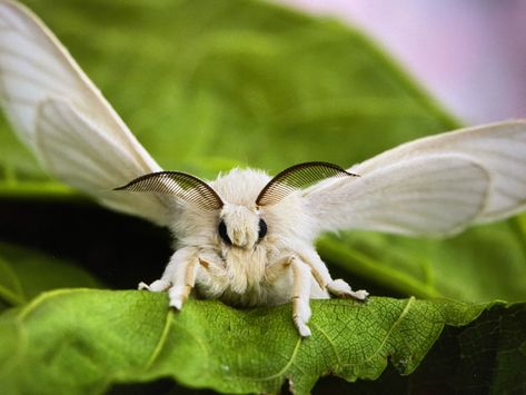 The domestic silk moth, Bombyx mori, is a moth species in the family Bombycidae. It is the closest relative of the wild silk moth, Bombyx mandarina. The wild silk moth  range…northern India to northern China, Korea, Japan, and the far eastern regions of Russia. Silkworm Moth, Bombyx Mori, Agriculture Photography, Silk Moth, Moth Species, Sea Creature, Sea Creatures, Agriculture, Moth