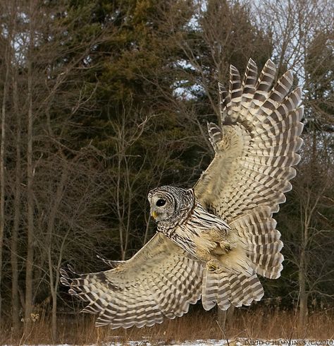 Barred Owl wing flare by Nature's Photo Adventures - David G Hemmings, via Flickr Owl Carving, Bird Reference, Owl Wings, Awesome Owls, Barred Owl, Owl Photos, Animal Anatomy, Owl Pictures, Awesome Animals